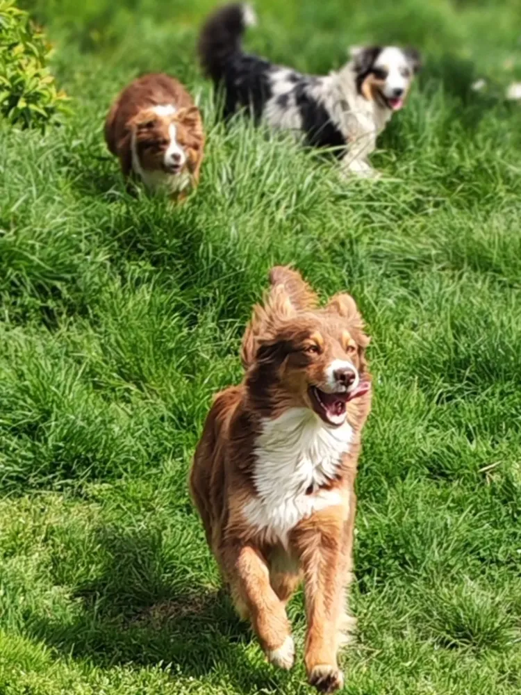 Pension canine