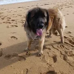 Sévina