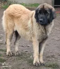 Siona