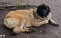 Siona (2)
