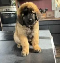 Adoption de Léonberg à Vendays-Montalivet