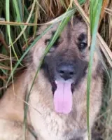 Vayu (5)
