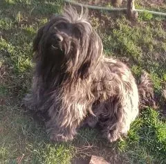 Schakra