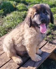 Chiots Léonberg