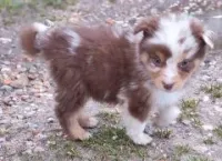 Chiots Berger Australien 27 novembre 2025 (7)
