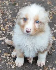 Chiots Berger Australien 27 novembre 2025 (8)