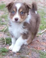 Chiots Berger Australien