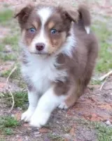 Chiots Berger Australien 27 novembre 2025 (9)