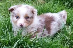 Chiots Berger Australien 27 novembre 2025 (10)