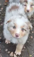Chiots Berger Australien 27 novembre 2025 (1)