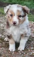 Chiots Berger Australien 27 novembre 2025 (2)
