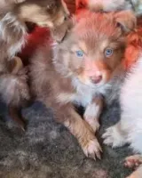 Chiots Berger Australien 27 novembre 2025 (4)