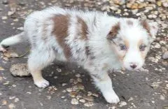 Chiots Berger Australien 27 novembre 2025 (5)