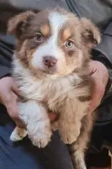 Chiots Berger Australien 27 novembre 2025 (6)