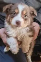 Chiots Berger Australien 27 novembre 2025 (6)