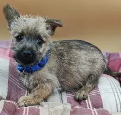 Chiots Cairn Terrier