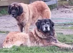Nos chiens retraités d’élevage en Gironde (9)