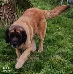Nos chiens retraités d’élevage en Gironde (10)