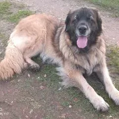Nos chiens retraités d’élevage en Gironde (11)