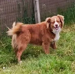 Nos chiens retraités d’élevage en Gironde (2)