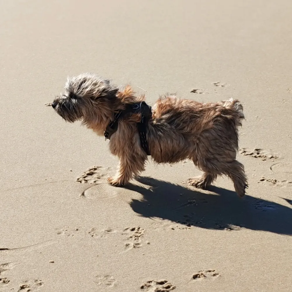Adoption Cairn terrier à Vendays-Montalivet