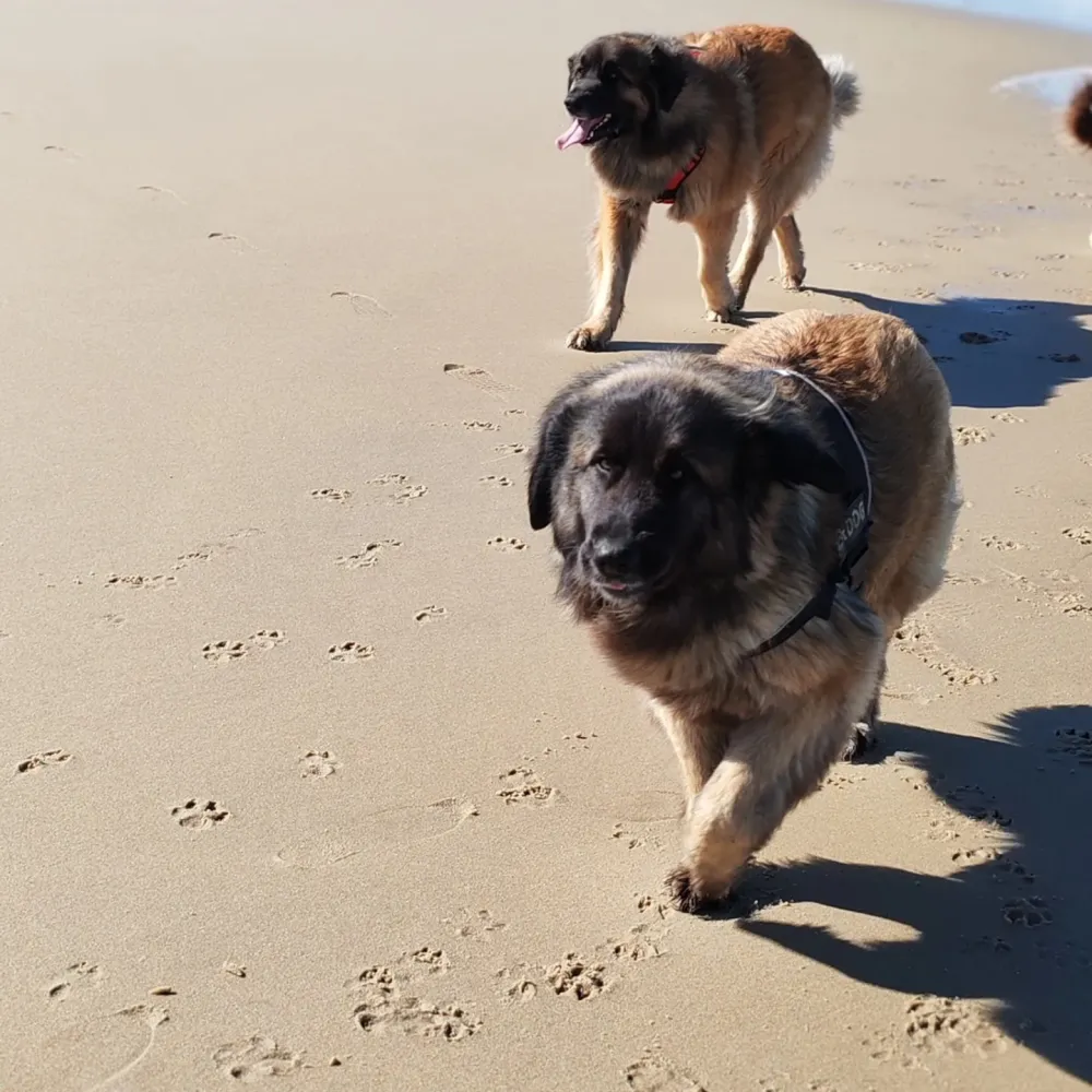 Nos chiens retraités d’élevage en Gironde
