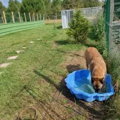 Pension chien (8)