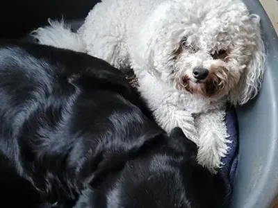 Pension chien (1)