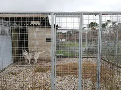 Pension chien (6)