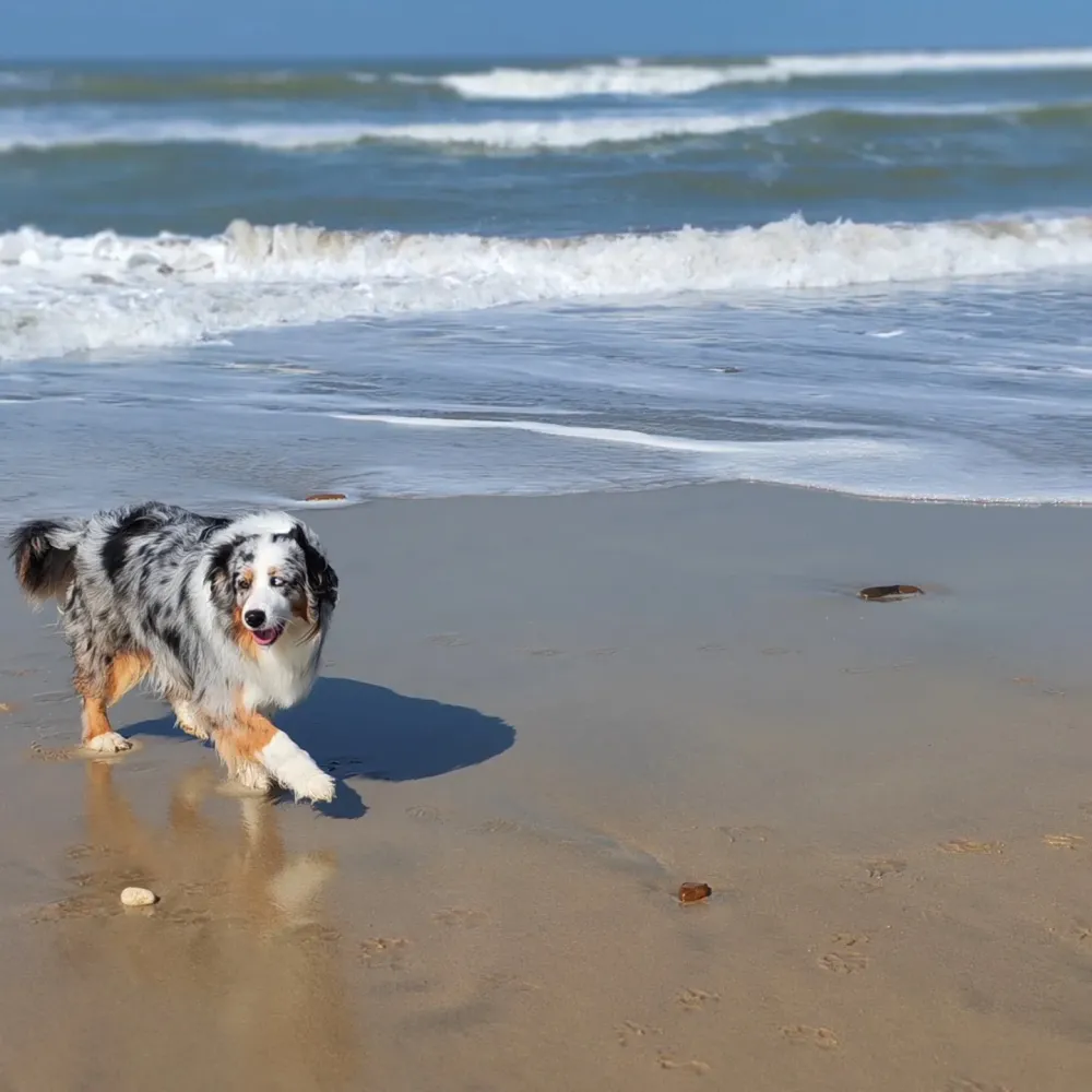 Pension canine et féline à Vendays-Montalivet