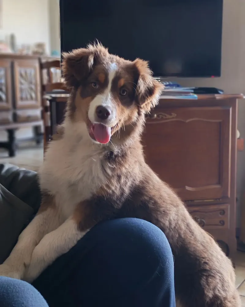 Radiesthésiste chien à Vendays-Montalivet